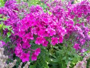 Phlox paniculata 'Earley Cerise'